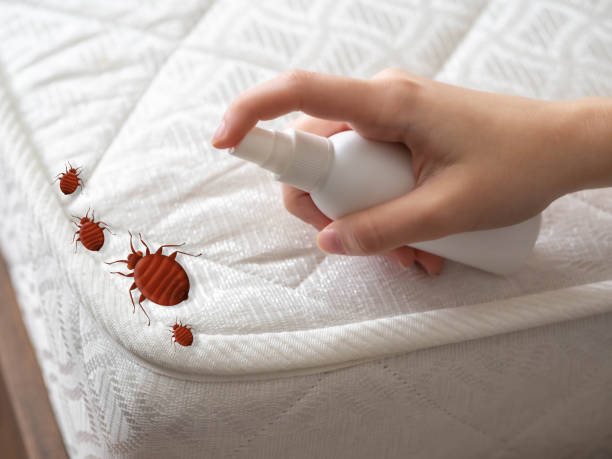 Emergency Pest Control Services in West Van Lear, KY